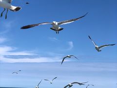 -海驴岛(荣成市)