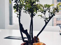 -金陵花卉交易市场