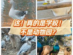 -北京市海淀外国语实验学校