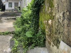 -福建土楼（华安）旅游区•大地土楼群