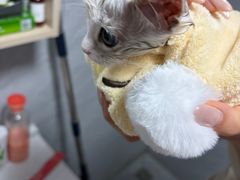 -全心全意连锁动物医院·微创中心·内科急重症·心脏专科(丰管路店)