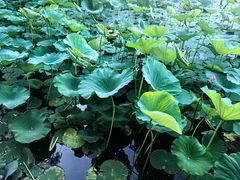 -长春市南湖公园