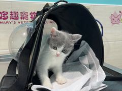 -哆趣宠物医院·眼科·内镜·急重症转诊中心(上海店)
