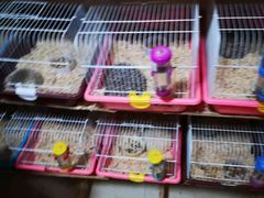 -藦茜花园宠物主题亲子互动体验馆(国顺东路店)