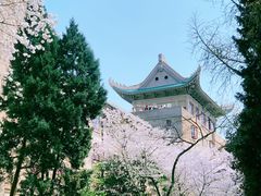 -武汉大学-樱园