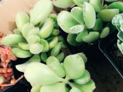 -双季花艺园艺市场(浦东店)