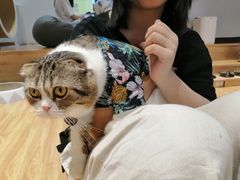 -啵啵喵·猫咖(攀华国际店)