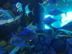 -亚龙湾海底世界
