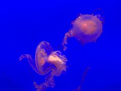 -上海海洋水族馆