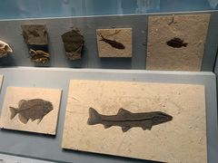 -湖南省地质博物馆