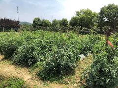 -呼吸森林·生态农庄农家乐私房菜