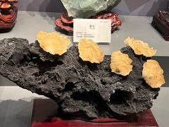 -湖南省地质博物馆