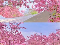 -上海辰山植物园