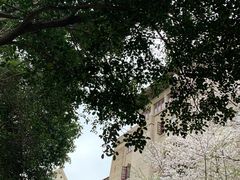 -武汉大学-樱园