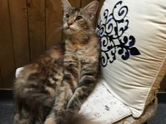 -猫色咖啡·猫咖
