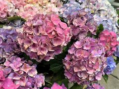 -溪岸路花鸟市场