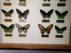 -上海昆虫博物馆