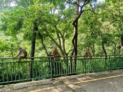 -黔灵山公园