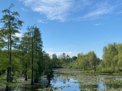 -池杉湖湿地公园