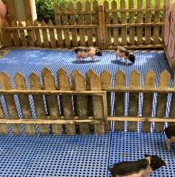 -萌宠亲子动物乐园(槐房万达店)