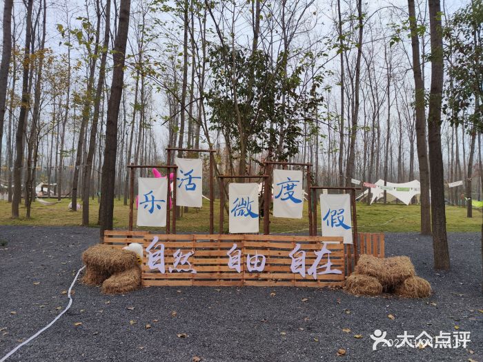 合肥滨湖国家森林公园图片