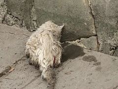 -北京赛佳动物医院