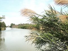 -大湾区中央湿地公园