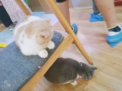 -滚猫咖啡·猫咖·猫友好撸猫(未来城店)
