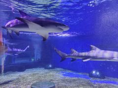 -成都浩海立方海洋公园