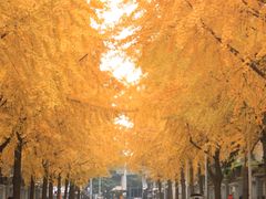 -四川大学(望江校区)