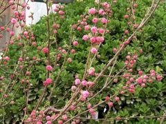 -芍药居北里