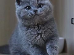 -东方名猫馆·英短金渐层布偶猫舍(环线广场1号楼店)