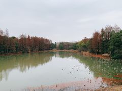 -东湖落雁景区