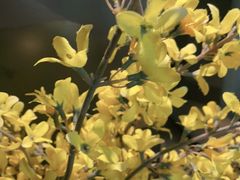 -呷哺呷哺(松江开元店)