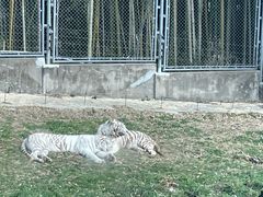 -上海野生动物园