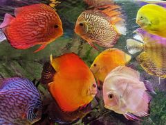 -上海海洋水族馆