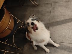 -MAGPIE喜鹊派餐厅(华侨城店)