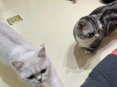 -三花喵·撸猫购宠·宠物生活馆(虹桥南丰城店)