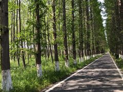 -黄海国家森林公园