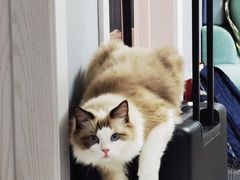 -Bastet sally猫舍购宠(静安店)