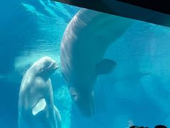 -海合安武汉极地海洋公园