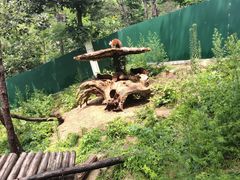 -大连森林动物园