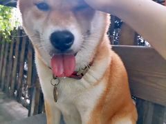 -柴犬高等学院·狗咖·柴犬售卖·宠物训练