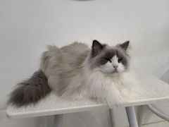 -喵的天空名猫咖啡馆·撸猫·猫舍·用品