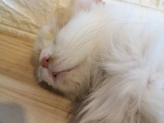 -平行世界·猫咖(首经贸店)