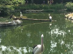 -新加坡飞禽公园
