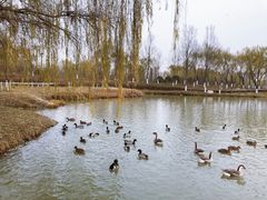 -西安浐灞国家湿地公园