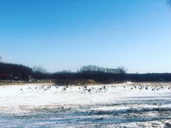 -钏路市丹顶鹤自然公园