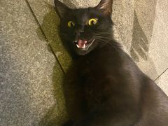 -老地方猫儿面(磁器口店)