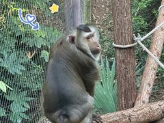 -ZOO COFFEE动物园咖啡(红山森林动物园店)